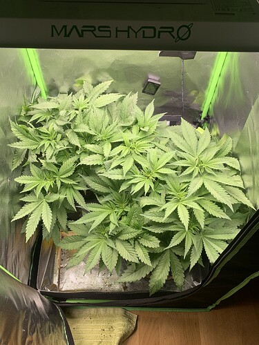 Growreport Bild 3