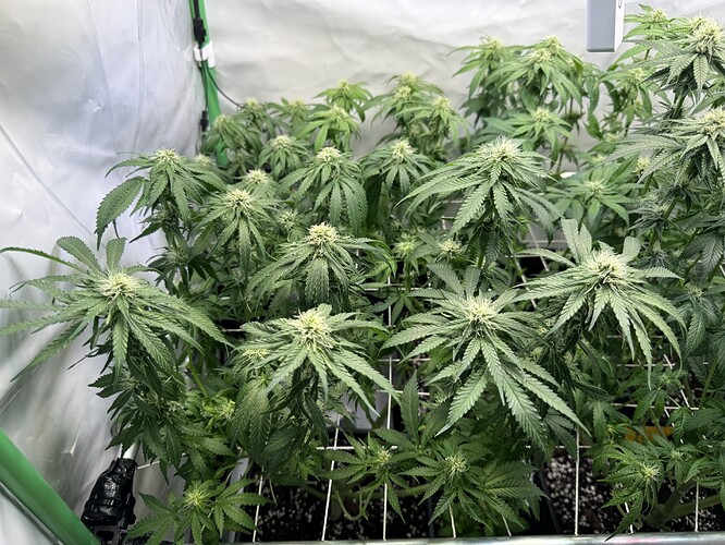 Growreport Bild 31