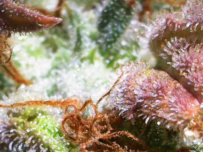 Growreport Bild 25