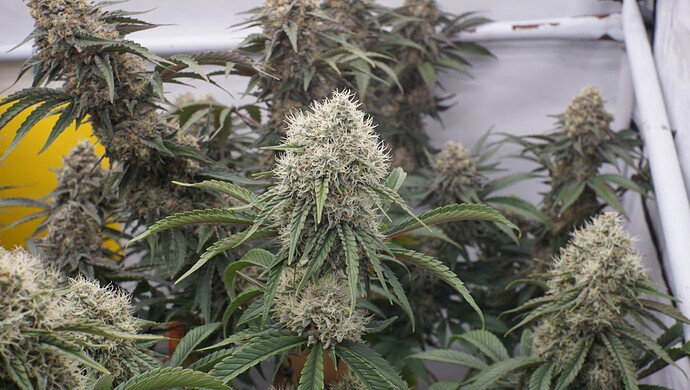 Growreport Bild 2