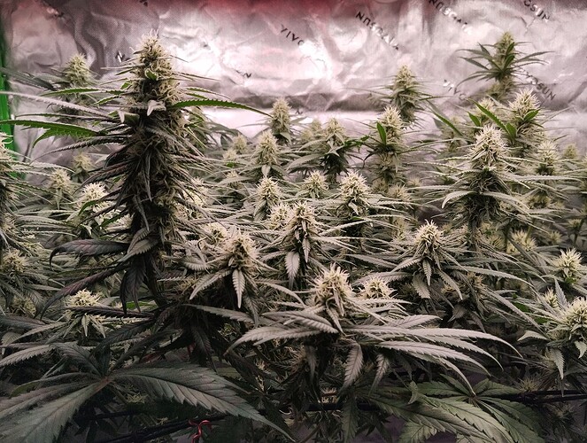 Growreport Bild 2