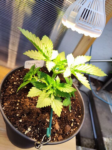 Growreport Bild 11