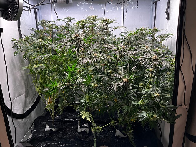 Growreport Bild 3