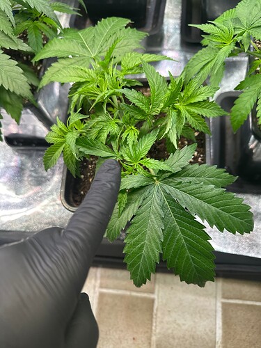 Growreport Bild 20