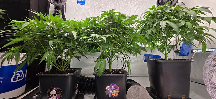 Growreport Bild 37