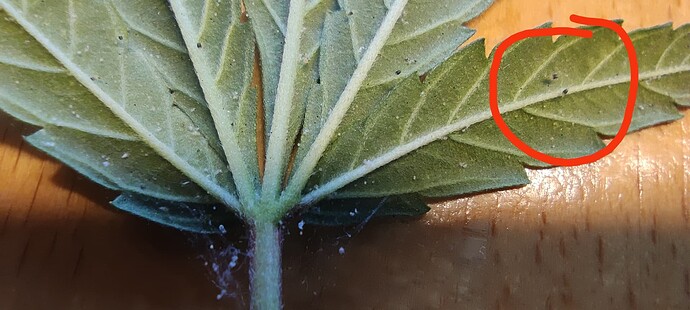 Growreport Bild 7