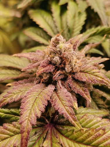 Growreport Bild 6