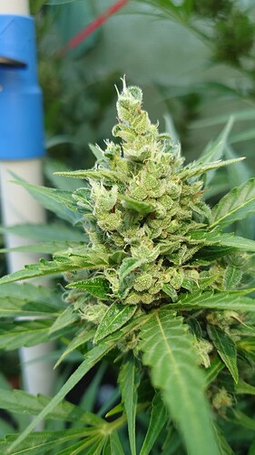 Growreport Bild 6