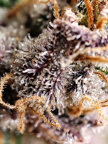 Growreport Bild 113