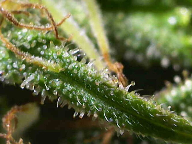 Growreport Bild 25