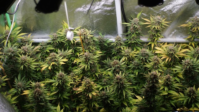 Growreport Bild 8