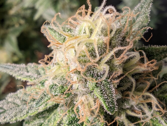 Growreport Bild 2