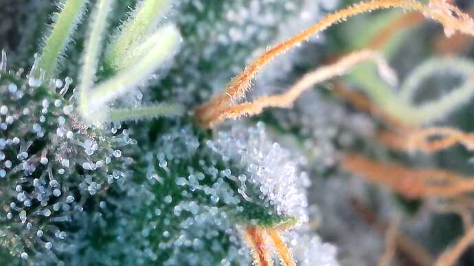 Growreport Bild 1