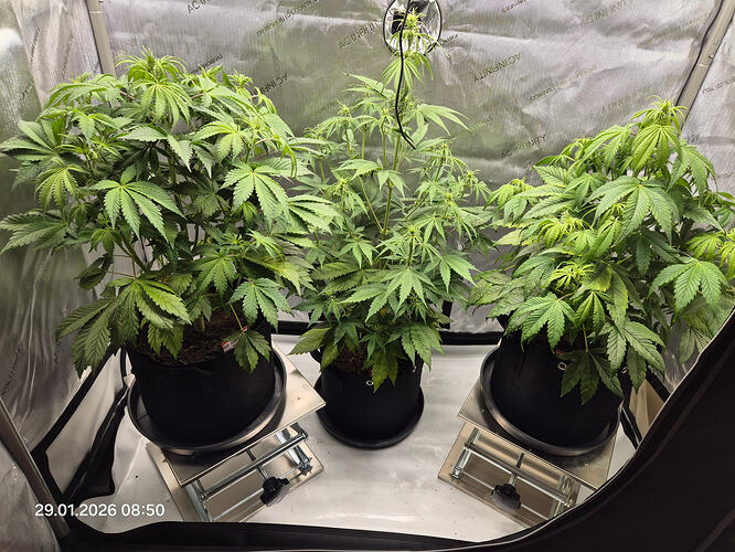 Drei Cannabis-Pflanzen in einem Growzelt, zwei davon stehen auf höhenverstellbaren Plattformen.