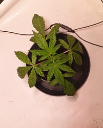 Growreport Bild 1