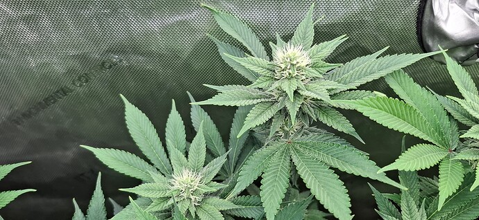 Growreport Bild 3
