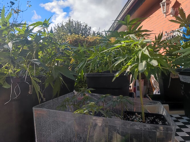 Growreport Bild 32