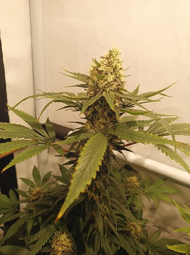 Growreport Bild 3