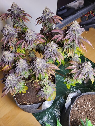 Growreport Bild 9
