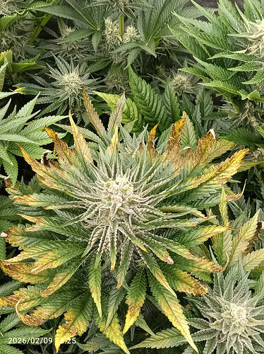 Growreport Bild 2