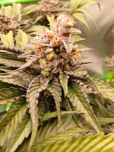 Growreport Bild 7
