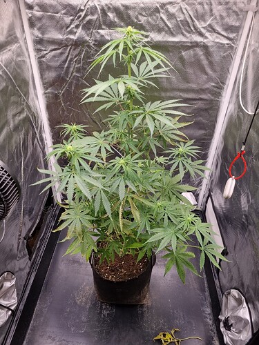 Eine einzelne Cannabispflanze in einem schwarzen Stofftopf steht in einer Growbox. Die Pflanze ist etwa 60-70 cm hoch und zeigt Anzeichen von beginnender Blüte.