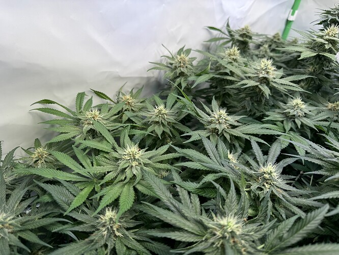 Growreport Bild 15