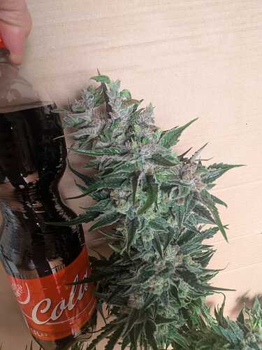 Growreport Bild 4
