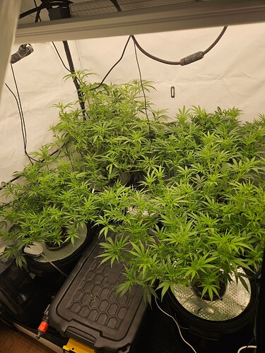 Growreport Bild 1