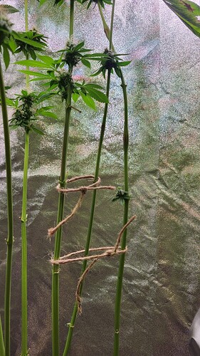 Nahaufnahme von Cannabis-Stielen in der Blütephase, die mit Schnur zusammengebunden sind.