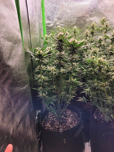Growreport Bild 4