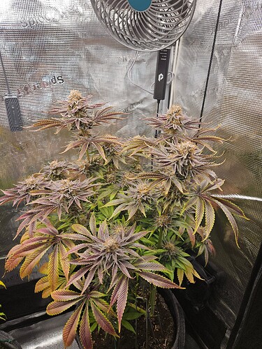 Growreport Bild 3
