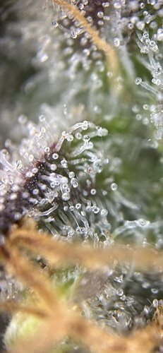 Growreport Bild 4