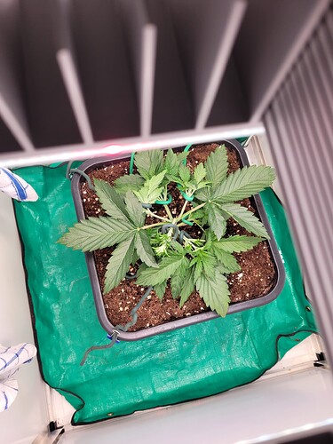 Growreport Bild 11