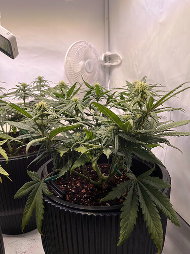 Growreport Bild 5