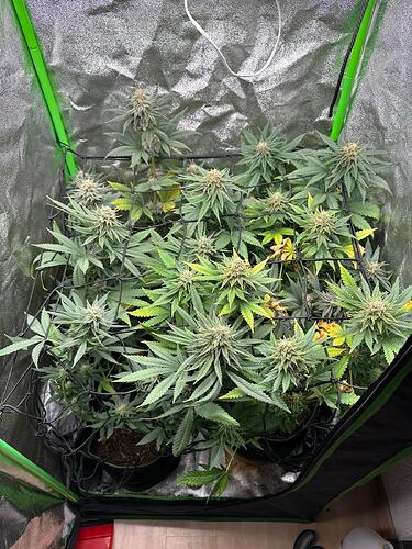 Zwei Cannabispflanzen in der Blütephase, die unter einem Scrog-Netz in einem Growzelt wachsen.