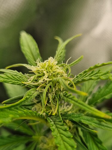 Growreport Bild 20