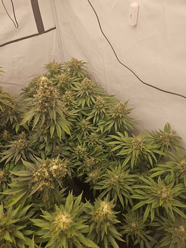 Growreport Bild 3