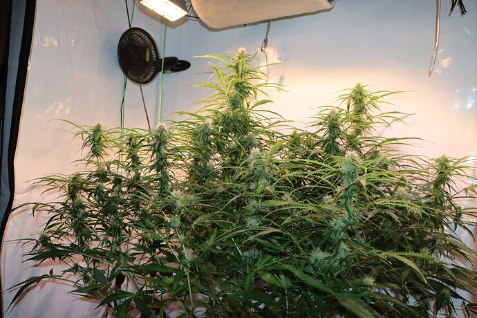 Growreport Bild 5