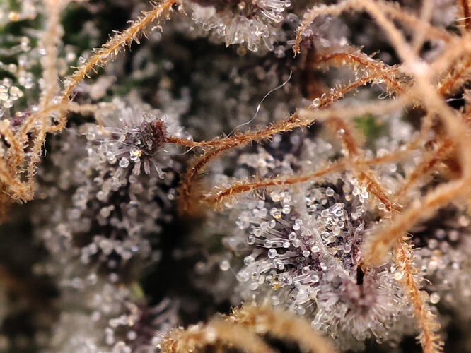Growreport Bild 43