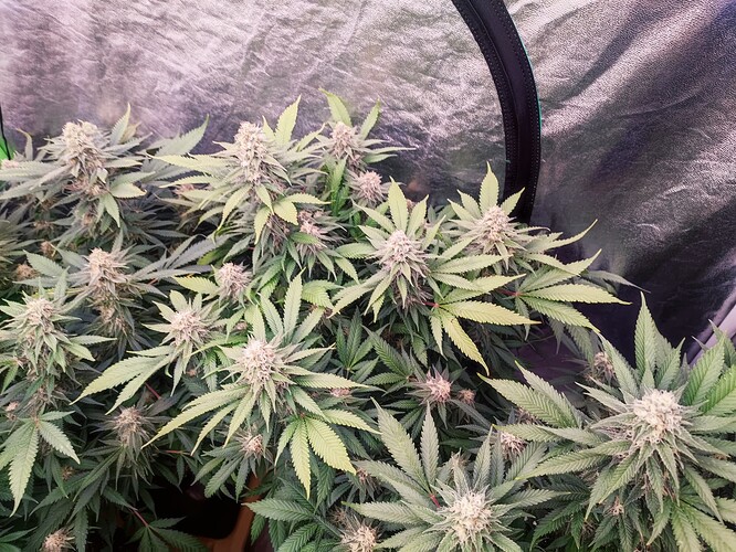 Growreport Bild 6