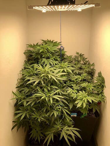 Growreport Bild 1