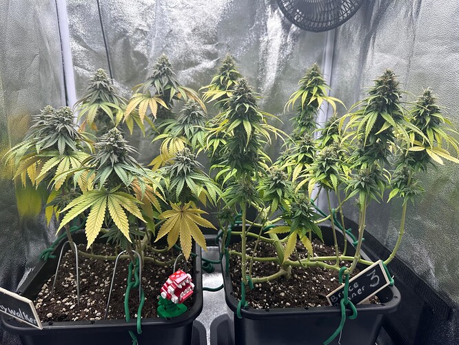Growreport Bild 2