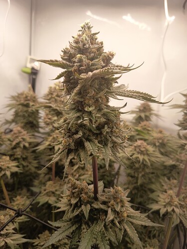Growreport Bild 42