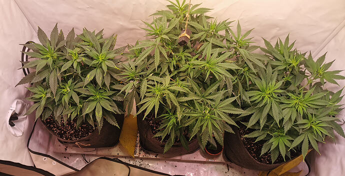 IMG_20260310_083219_edit_111074611507008