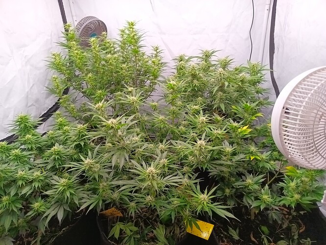 Growreport Bild 1