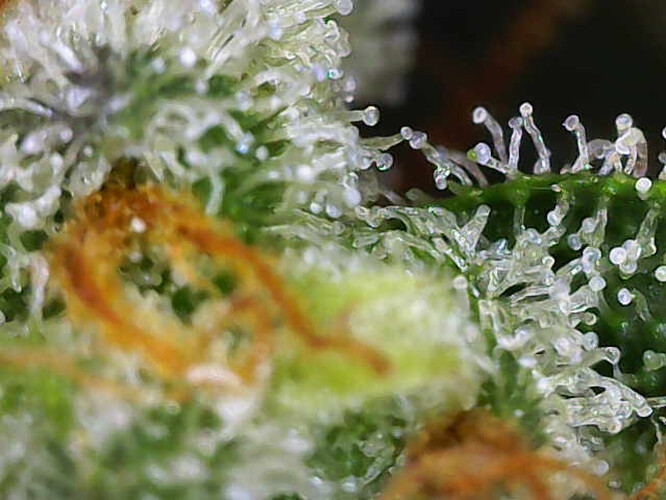 Growreport Bild 6
