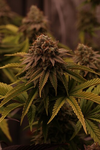 Growreport Bild 15