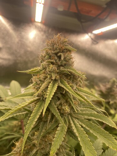 Growreport Bild 3