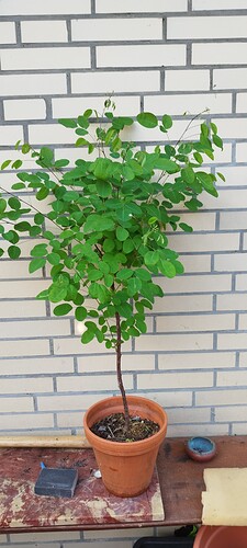 IMG_20240527_190851